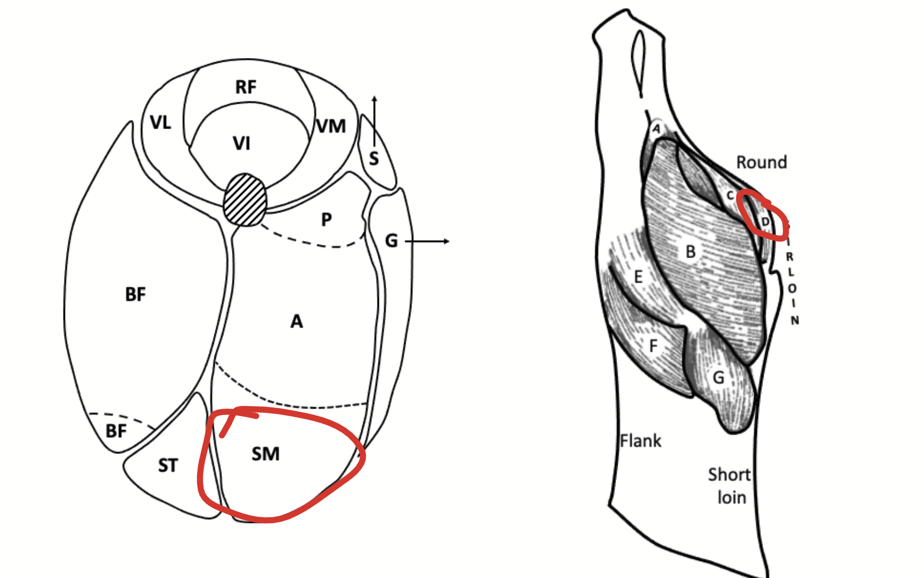 <p>Large muscle located on the posterior face of the hindlimb. Medial to the semitendinosus.</p><p>In lean carcasses, may be difficult to separate from the adductor (may appear as a single muscle).</p>