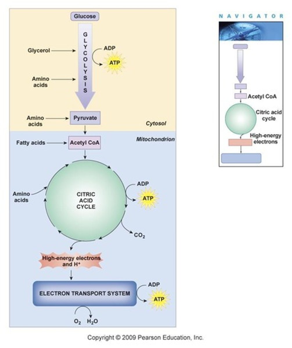<p>Glycolysis, Krebs cycle (Citric acid cycle), and the electron transport chain.</p>