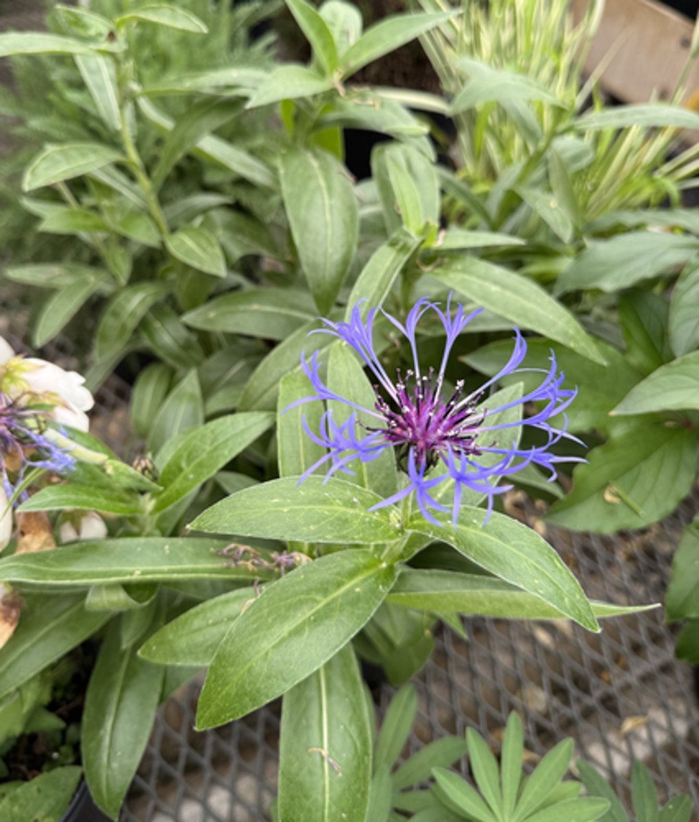 <p>What is the Latin name for this plant?</p>