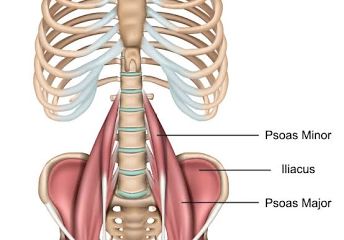 <p><strong>A:</strong> The ureters descend on the surface of the psoas major muscle, behind the ovarian or testicular vessels, and along the lateral wall of the pelvis.</p>
