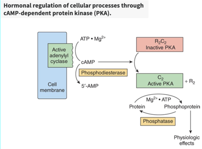 <ul><li><p><span><span>AC → ____ (___ messenger) from ATP → bind to subunits of ___ → releases the _______ part of ___ and makes it ______</span></span></p></li></ul><p></p>