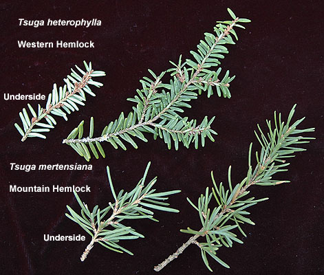 <p>bottle brush effect for needles. equal length, short. whorled from top. purple cones</p>