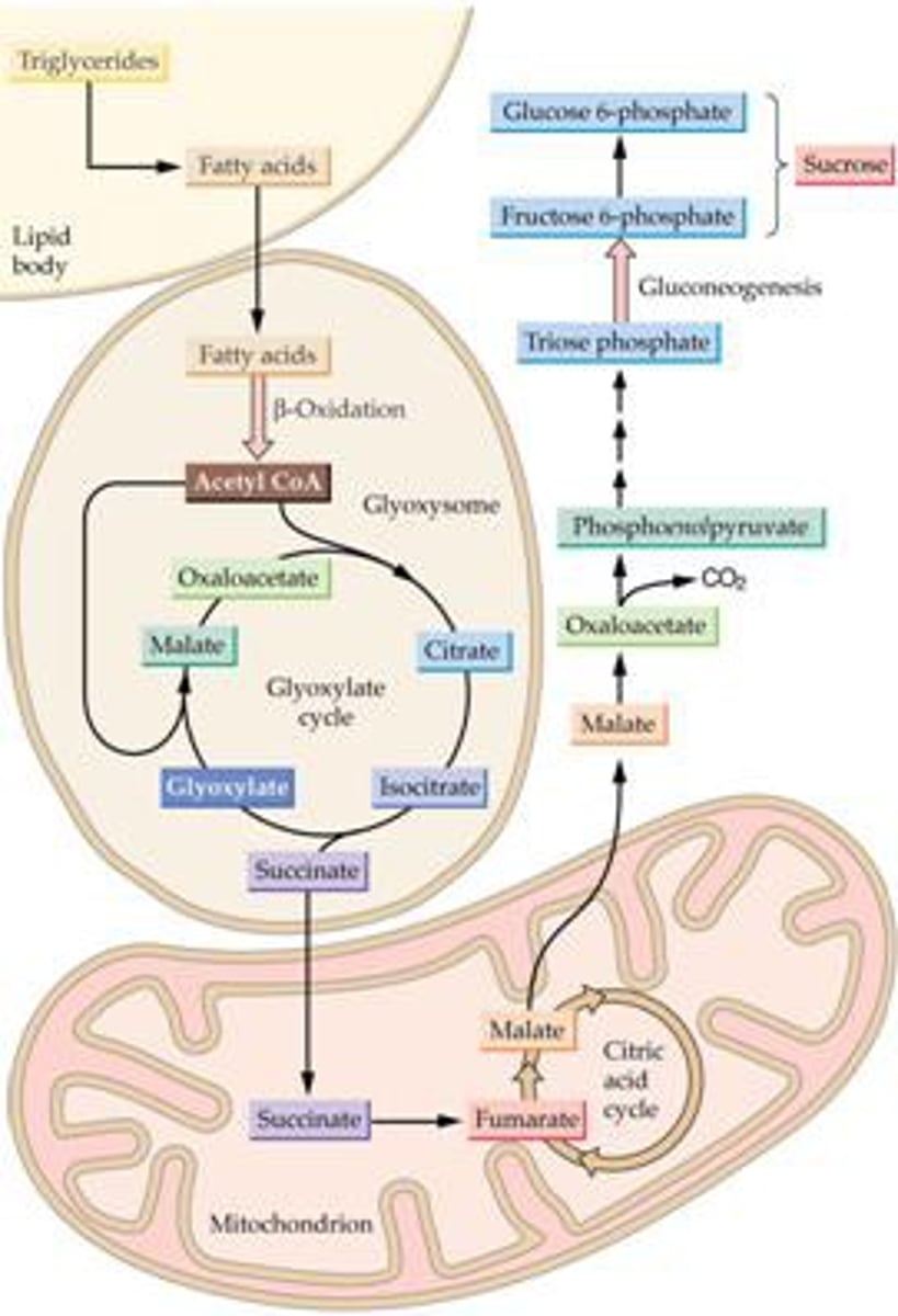 <p>found in fat tissue, converts fat into sugar</p>
