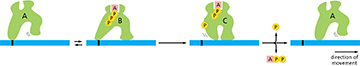 <p><span>Shown below is the ATP hydrolysis cycle of a motor protein. What sentence BEST describes the state of the motor protein in "C"?</span></p>