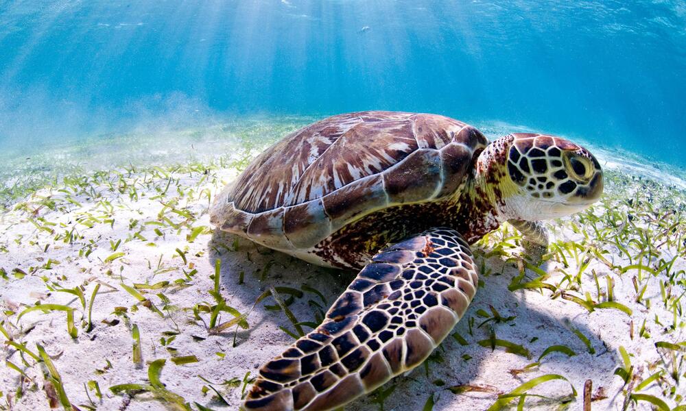 sea turtles (cryptodira)

\

1. strongly developed forelimbs modified into elongate, fully webbed paddles
2. totally marine (except to lay eggs)
3. egg laying occurs only on tropical or warm temperate beaches
4. extensive migration