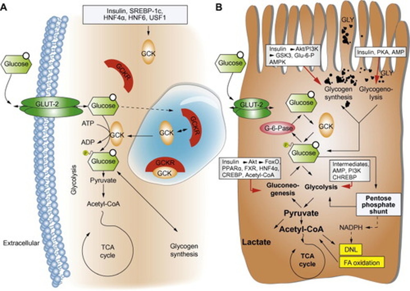 <p>1. Glucose enters the β-cell via the GLUT2 transporter.</p><p>2. The glucose undergoes glycolysis, Kreb's cycle and ETC, resulting in ATP production.</p><p>3. This ATP binds to a Potassium Channel, inhibiting it from causing K+ export.</p><p>4. K+ builds up in the cell, resulting in a change to the voltage potential, which causes a voltage-gated Ca2+ channel to be activated, resulting in the influx of Ca2+ ions.</p><p>5. Ca2+ ions bind to vessicles containing insulin, giving them the signal to fuse with the cell membrane and release insulin into the blood stream.</p>