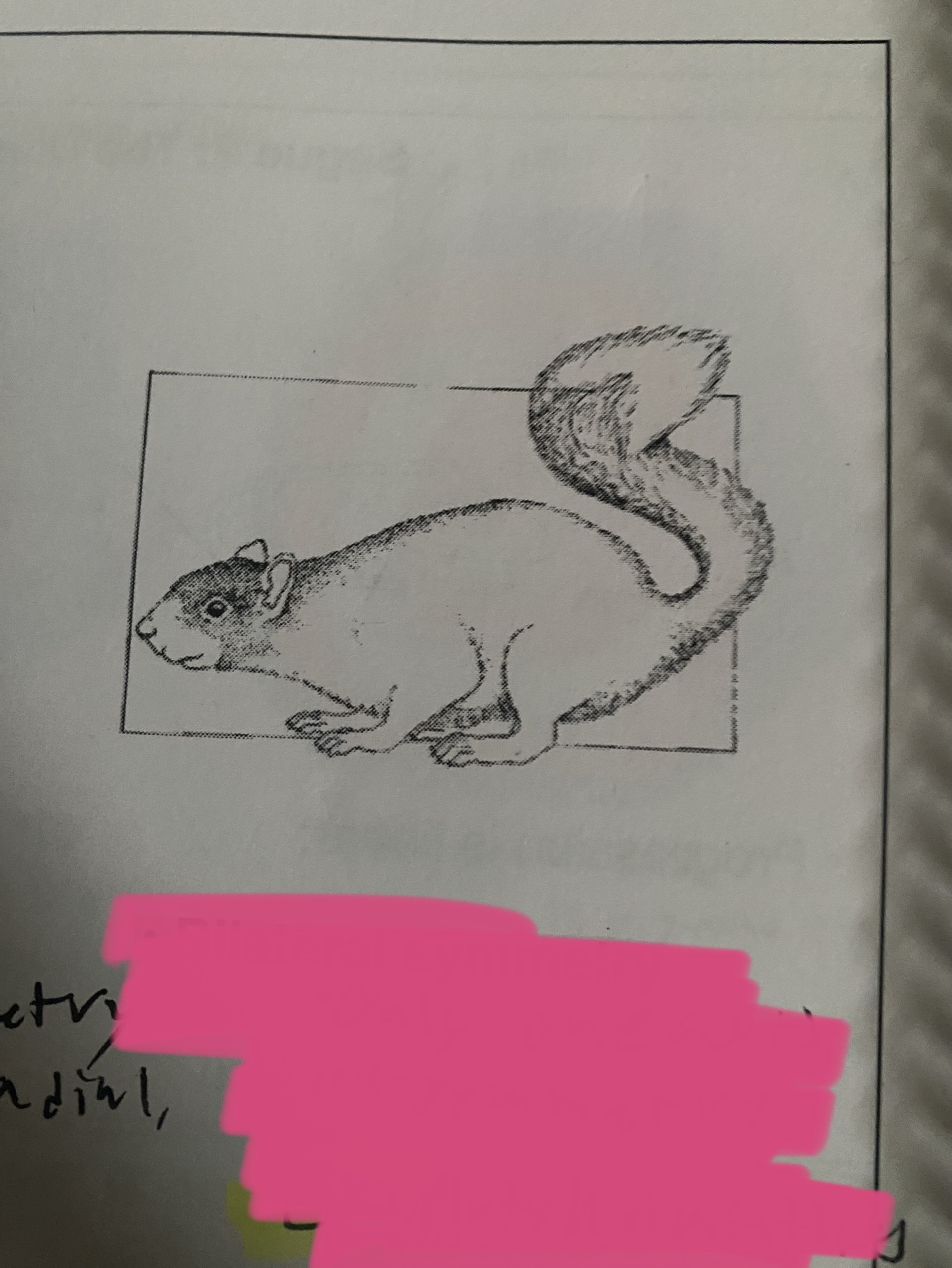 What type of symmetry 