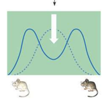 <p>when more than one extreme phenotype is favored over intermediate phenotypes</p>