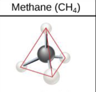 <p>When carbon forms single bonds with other atoms, it’s shape is…</p>