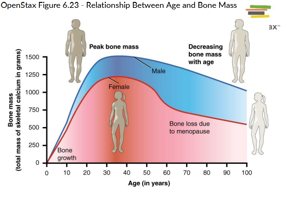<p>Effect of Hormones on Bone density and Structure as people age:</p>