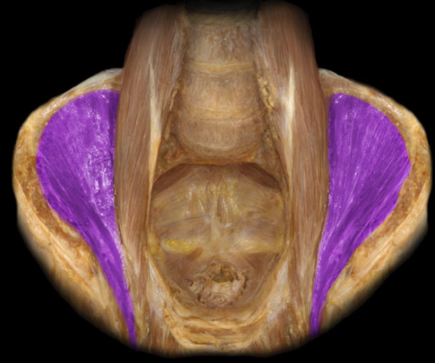 <p>hugs side of pelvis</p><p>looks tough</p><p>(pelvis)</p>