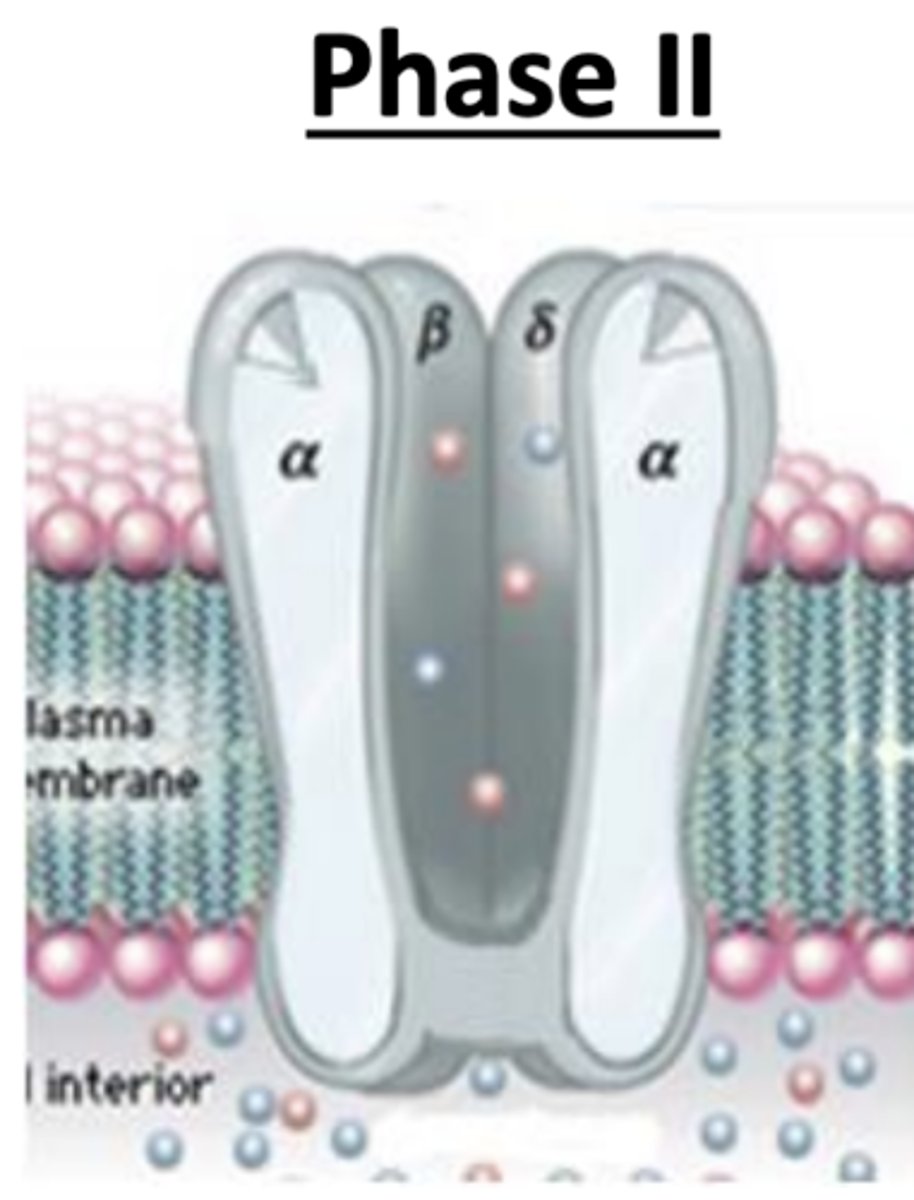<p>• Agonist remains attached, receptor becomes desensitized and reconfigures to a closed state</p><p>• Na+ influx ceases, cell repolarizes, and muscle contractions are prevented</p>