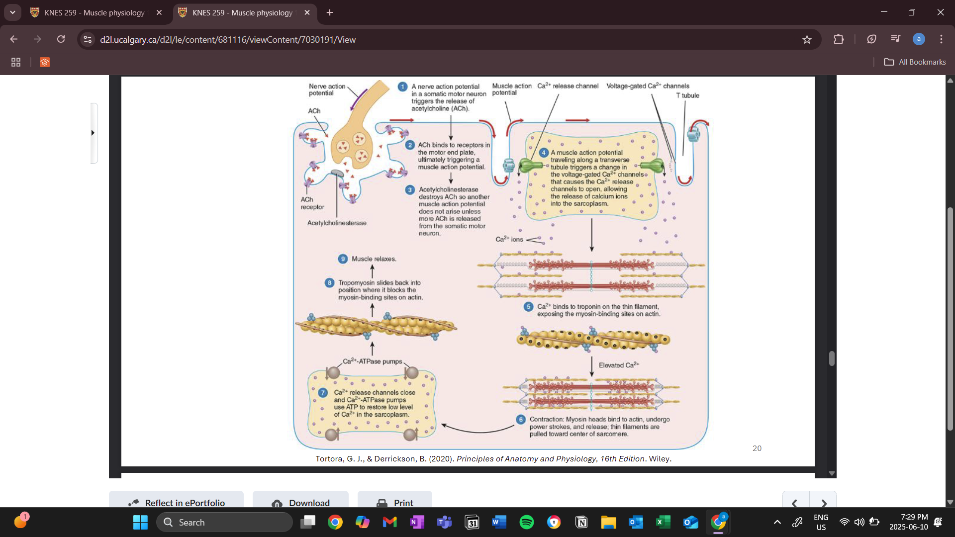 knowt flashcard image