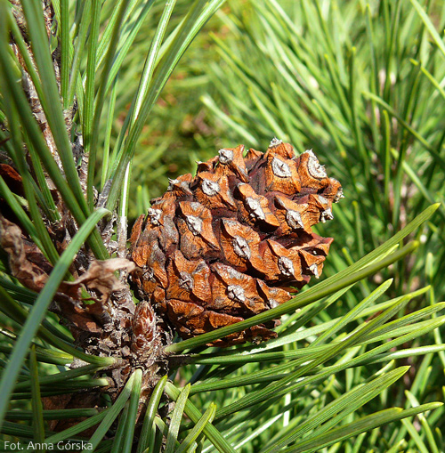 <p>Pinus mugo</p>