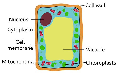 PLANT CELL <br />