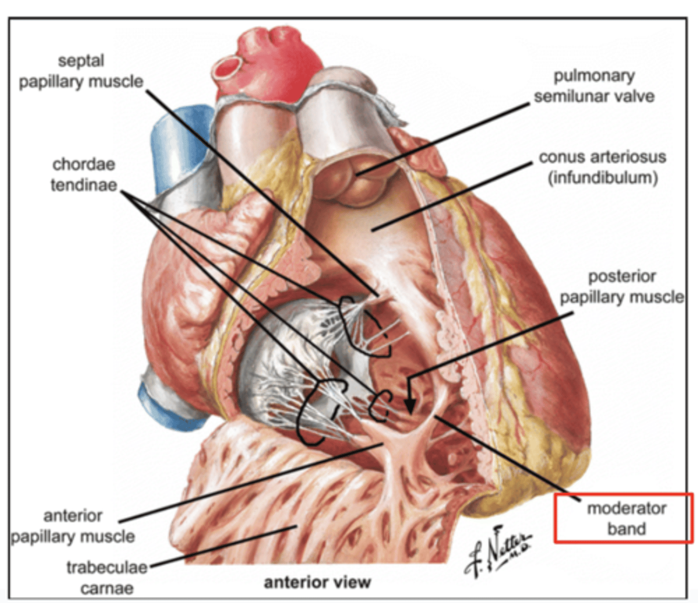 <p>Part of the conduction system of the heart. </p><p>electrical waves pass through this band to reach the papillary muscles.</p><p>LANDMARK</p>