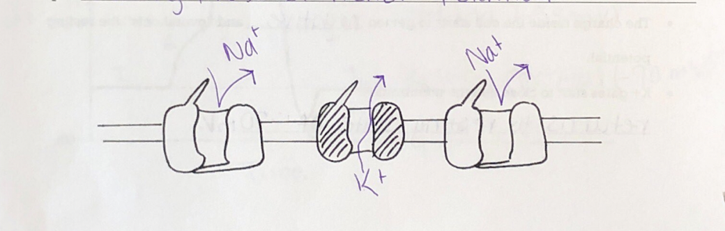 knowt flashcard image