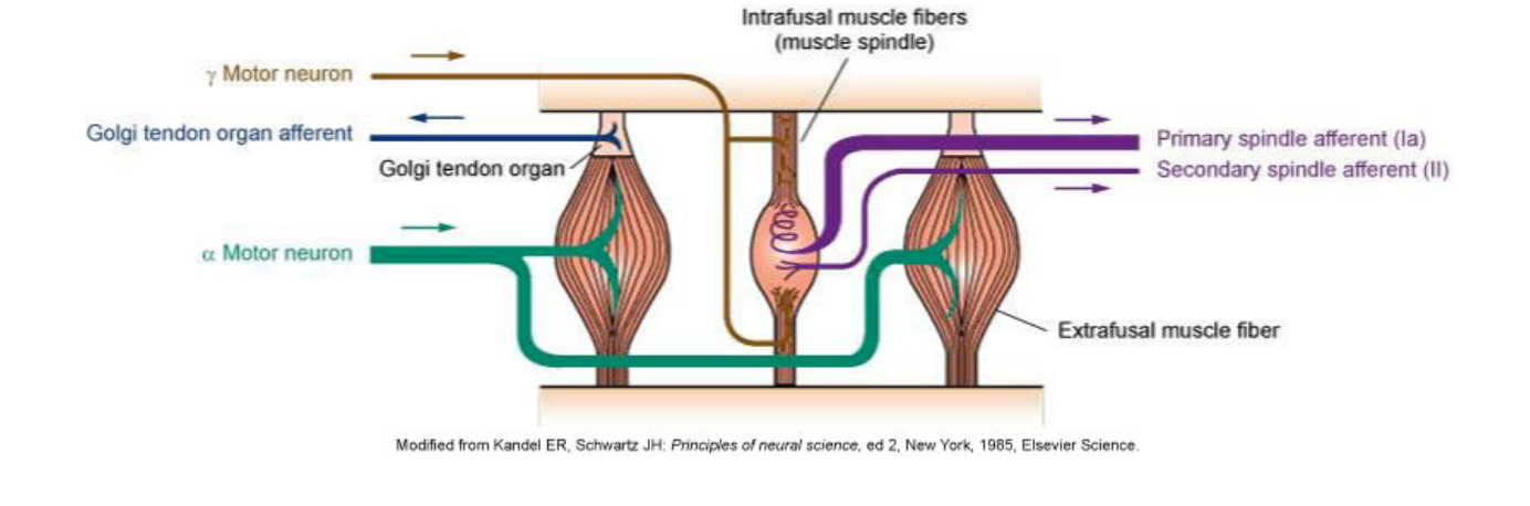 <p>muscle spindle = parallel arrangement, detects muscle length so is a stretch receptor, can signal dynamic and steady-state length of muscle</p><p>golgi tendon organ = arranged in series, detects muscle tension</p>