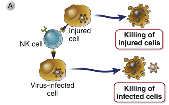 <p>NK-celler har liknande funktion som <strong>CD8+ CTL </strong>i det adaptiva immunförsvaret men kräver ingen differentiering. De kan döda både infekterade och skadade celler. De uttrycker olika ytproteiner/receptorer: </p><ul><li><p><strong>KIR</strong>: binder MHC typ I (inhibitorisk).</p></li><li><p><strong>NKG2D</strong>: binder stressproteiner. </p></li><li><p><strong>CD16</strong>: binder IgG → ADCC. </p></li></ul>