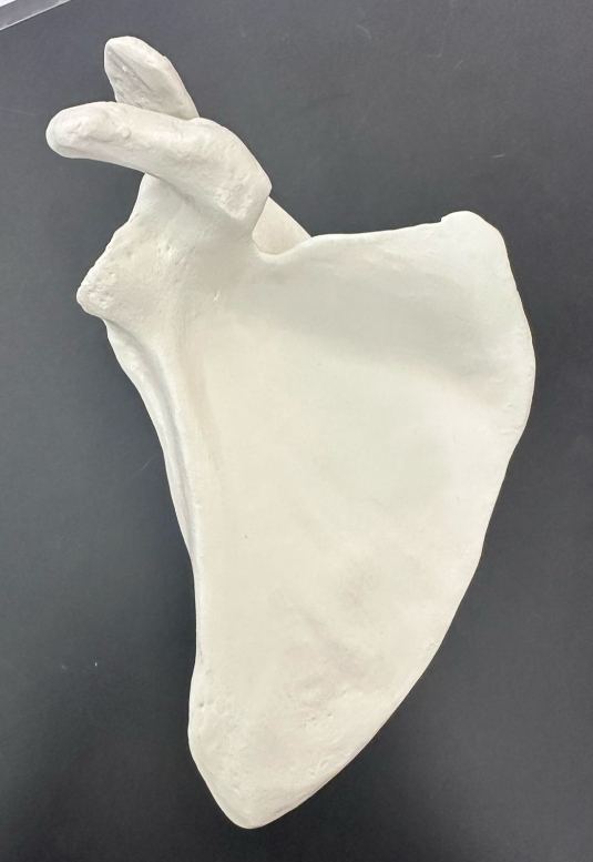 <p>What is this bone and is it right or left?</p>