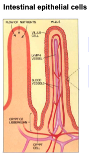 Oral Rehydration Therapy

\
Villus cells absorb nutrients from  \n the intestinal lumen.  \n At the base of the villi there are  \n crypt cells which participate in  \n digestion as well.