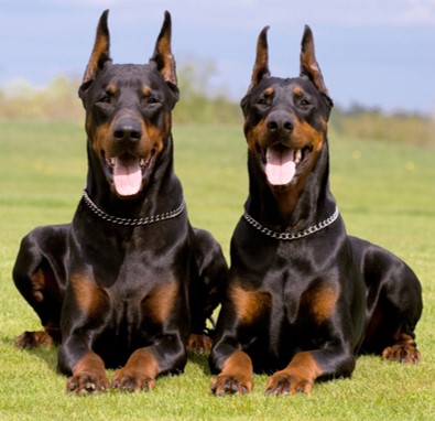 <p>Doberman Pinscher</p>