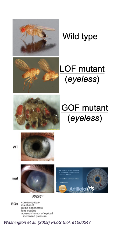 <p>One of many different forms of a GENE (sequence variations) which can cause DIFFERENT PHENOTYPES </p>