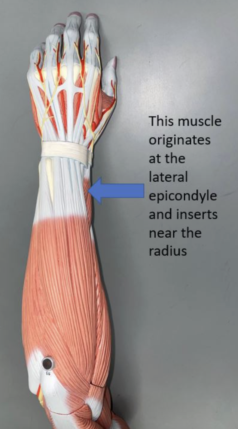 <p>muscle name & function</p>