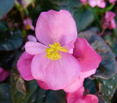 <p>Wax begonia is a compact, mounded, succulent, and fibrous-rooted plant with fleshy stems and green to bronze leaves. Loose clusters of cymes in leaf axils, single or double and in various colors, bloom from spring to frost.</p>