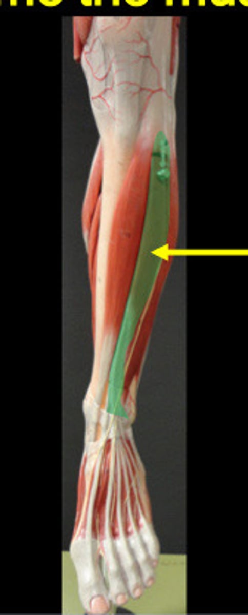 knowt flashcard image