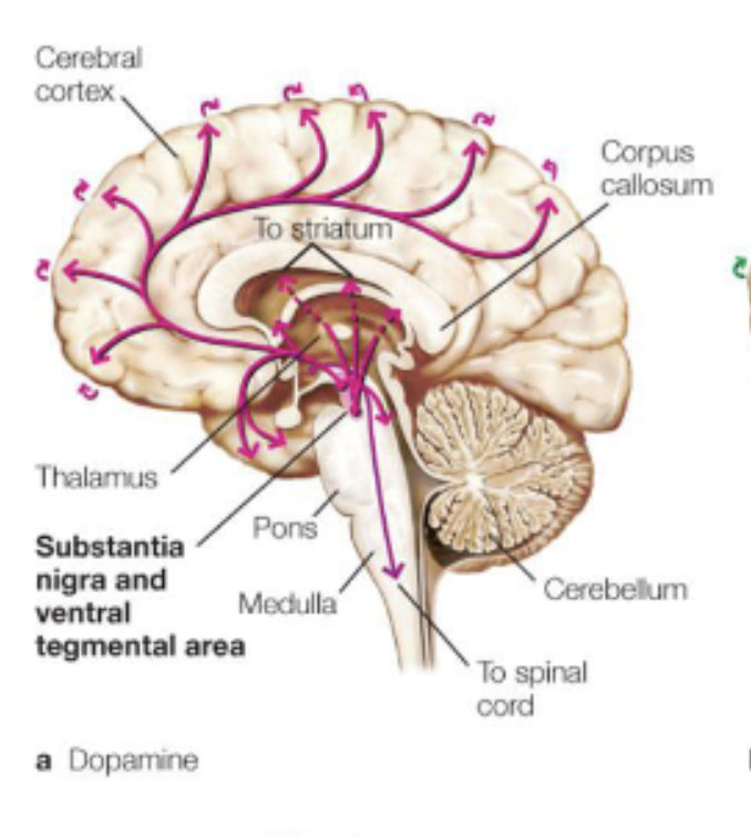 <ul><li><p>motor control/cognition;</p></li><li><p><em>Substantia Nigra </em>and <em>Ventral Tegmental Area</em>;</p></li><li><p>involved in Parkinson’s;</p></li></ul><p></p>