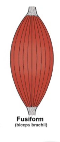 <p>Fusiform Muscle</p>