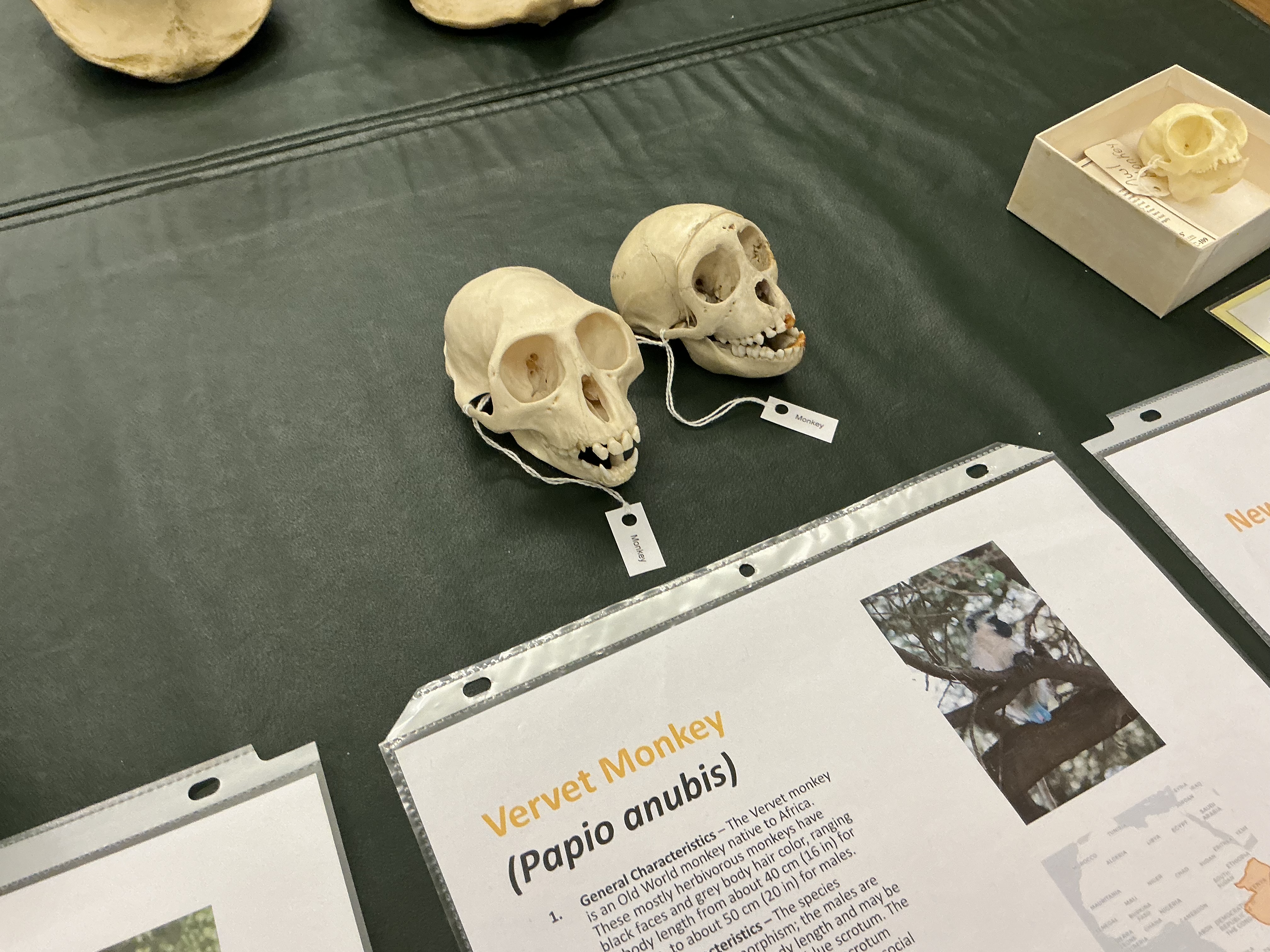 <p>Why are vervet monkeys scrotum blue? advantage?</p>