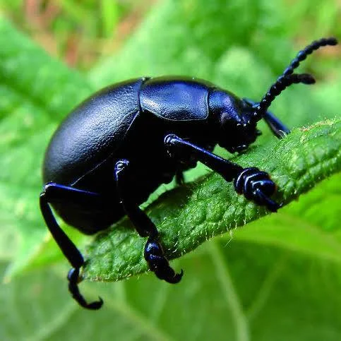 <p>Common name of order: Beetles. Neopteran. Holometabolous.</p>