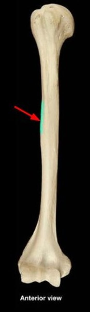 <p>Area where deltoid muscle attaches on lateral side, midway down humerus as it slightly curves outward.</p>