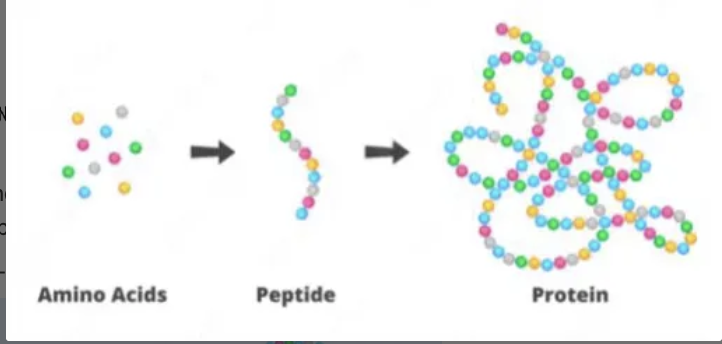 <p><span>a string of amino acids, connected by peptide bonds</span></p>