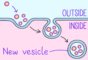 <p>Endocytosis</p>