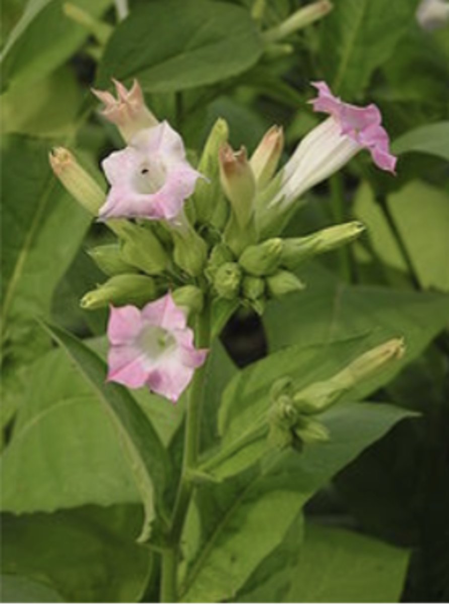 <p>what plant family? what is it? what toxin does it produce?</p>