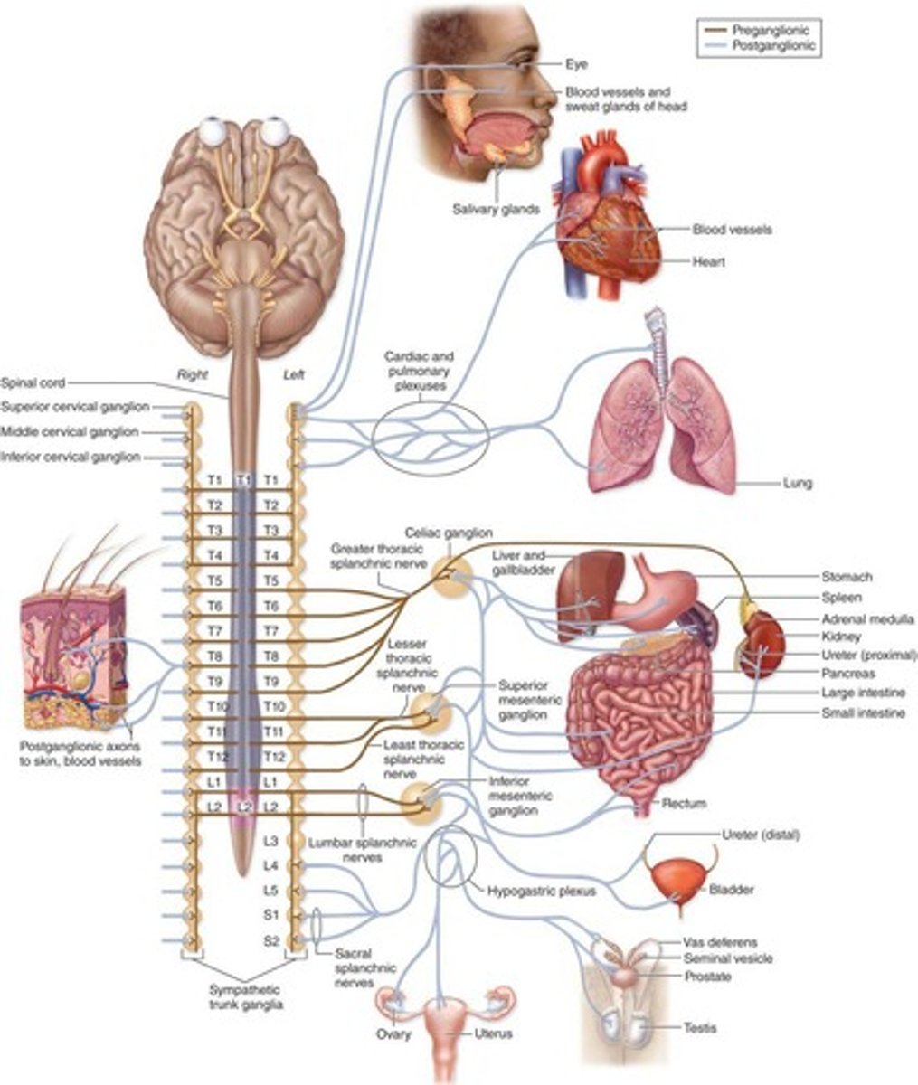 <p>The two main divisions are the Somatic Nervous System and the Autonomic Nervous System.</p>
