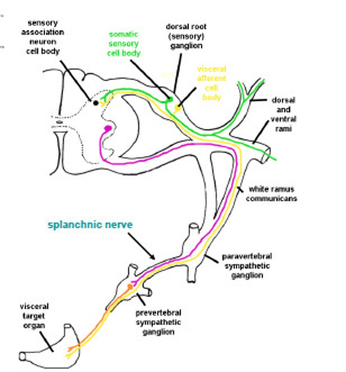 <p>- The bulge in the sensory neuron (cell body)</p><p>- A blob of gray matter</p><p>- Only found on sensory side</p>