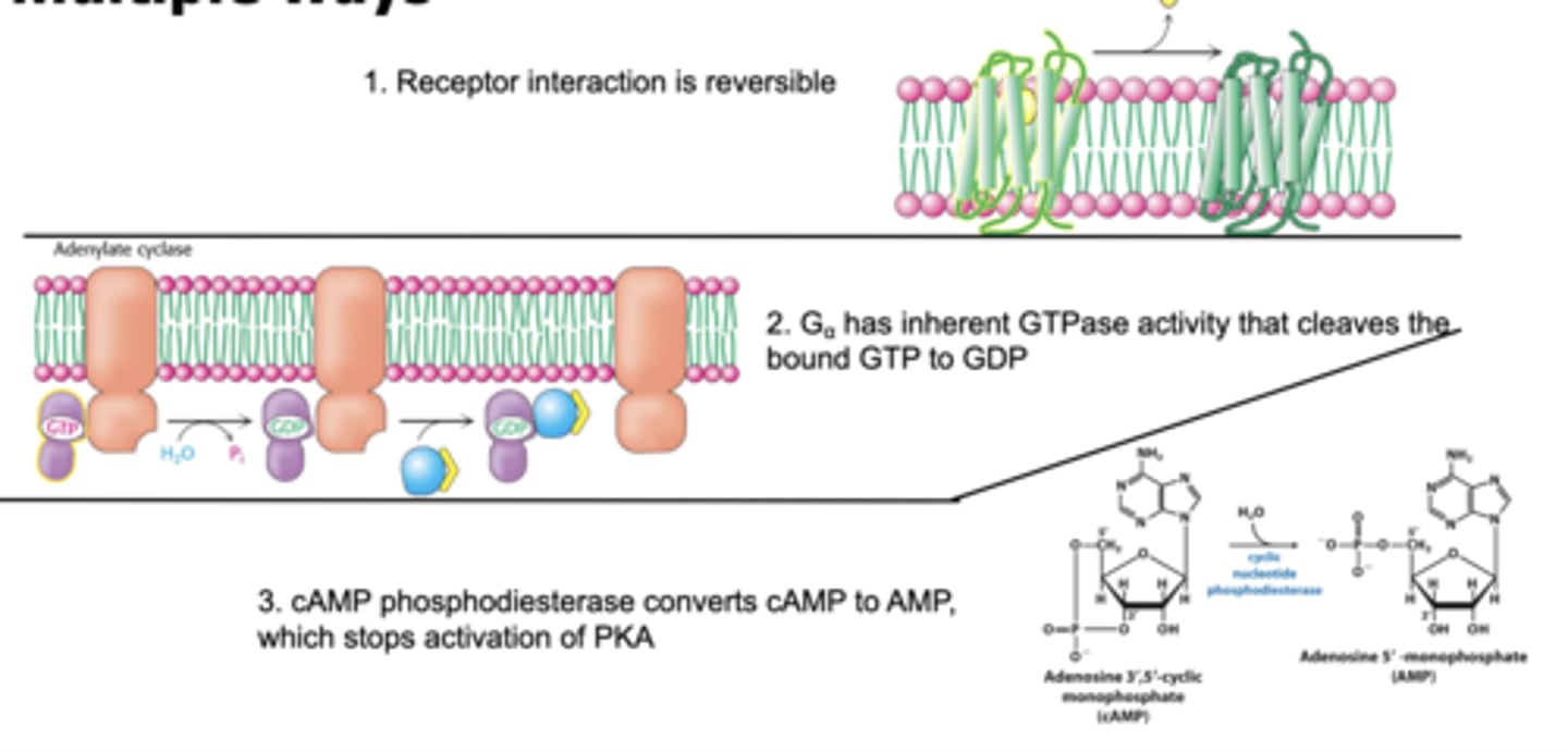 <p>1. Receptor interaction is reversible <br>2. Galpha has inherent GTPase activity that cleaves the bound GTP to GDP <br>3. cAMP phosphodiesterase converts cAMP to AMP which stops activation of PKA</p>
