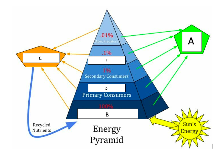 <p>In the food web below, which is the best choice below for B?</p>