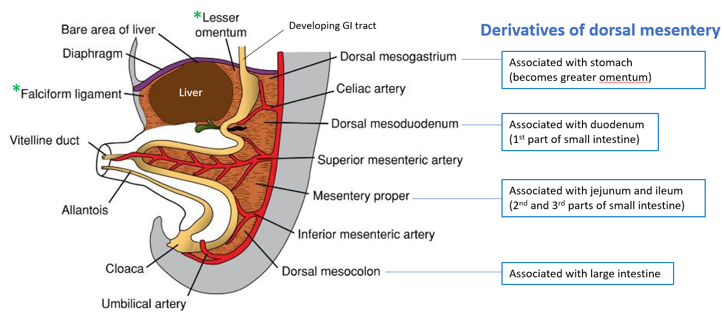 <p>Different structures that <strong>support and connect digestive organs</strong>:</p><ul><li><p><strong>Greater omentum</strong>: Supports the <strong>stomach</strong>.</p></li><li><p><strong>Dorsal mesoduodenum</strong>: Supports the <strong>duodenum</strong>.</p></li><li><p><strong>Mesentery proper</strong>: Supports the <strong>jejunum and ileum (small intestine)</strong>.</p></li><li><p><strong>Dorsal mesocolon</strong>: Supports the <strong>large intestine</strong>.</p></li></ul><p></p>