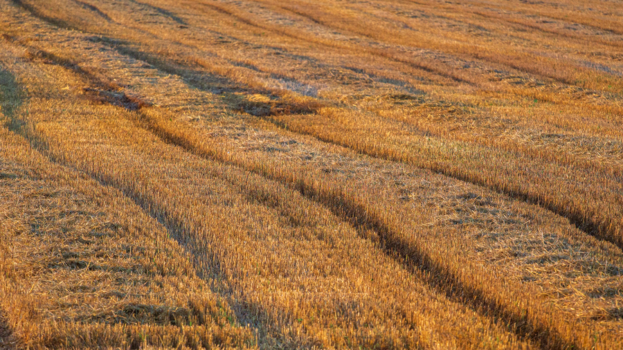 <p><span>the </span>short<span> </span>stems<span> </span>left<span> after a </span>crop<span> such as wheat has been </span>cut</p>
