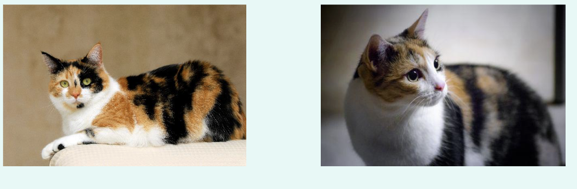 <p>» Additional gene called the <strong>Spotting</strong> gene in cats at a different locus that is a <strong>co-dominant</strong> trait resulting in a <strong>lack</strong> of <strong>pigment</strong> in certain patches (also responsible for “tuxedo” cats).</p><p>» Different gene in other species called the Piebalding gene e.g. in dogs, cattle, small mammals.</p><p>» Horses have several (Tobiano, frame overo (fatal white syndrome) and sabino)</p>