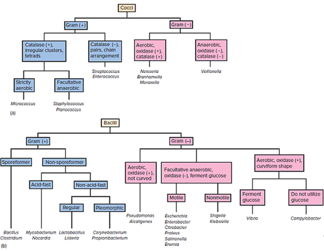 <p>What are the key <strong>biochemical features</strong> of <strong>E. coli?</strong></p>