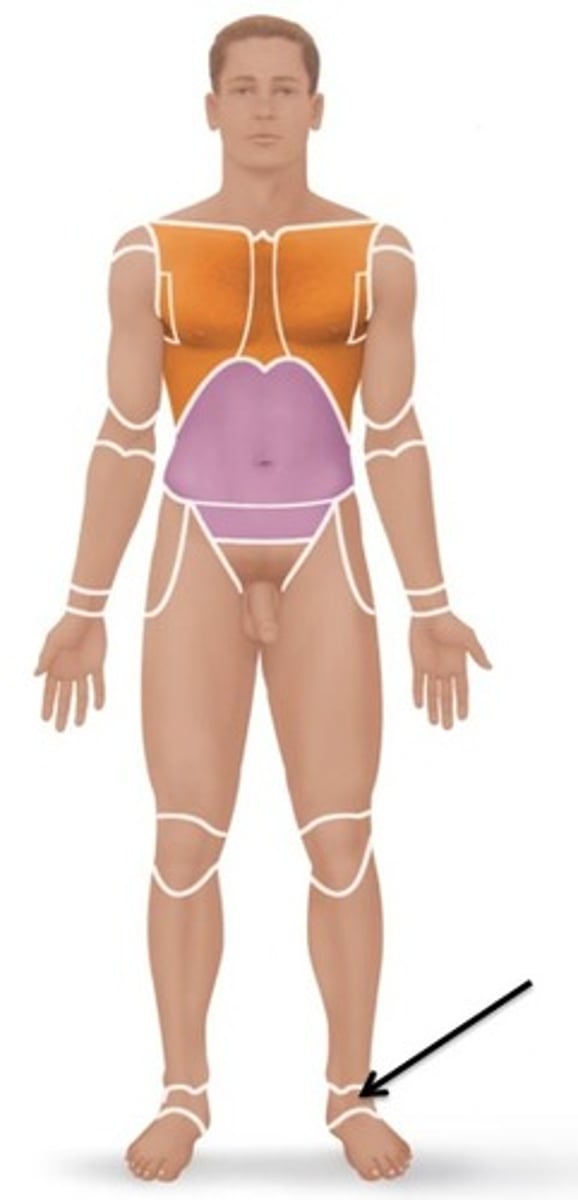 <p>Relating to the ankle.</p>