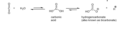 <p>it catalyses the reaction between water ad CO₂ to form carbonic acid, it lowers the pKa for water as it is not a good nucleophile on its own&nbsp;</p>