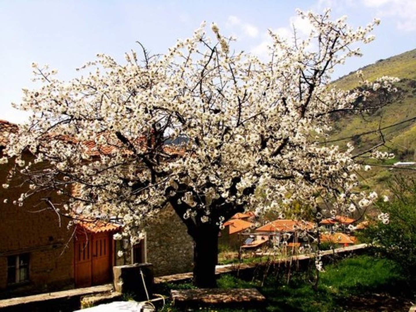 <p>It is spring.</p>