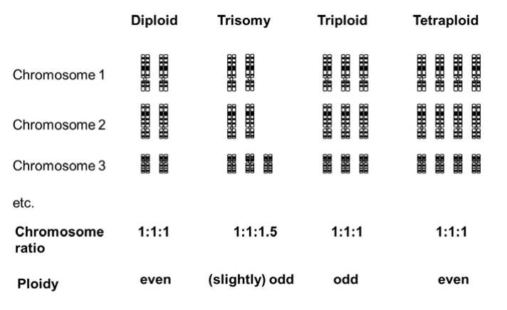 <ul><li><p>The absolute number of chromosomes is not important, the ratio of homologs is</p></li><li><p>Odd ploidys (n, 3n, 5n) tend to be sterile because of problems in meiosis as there are unpaired homologs on the metaphase 1 plate</p></li><li><p>Odd numbered ploidy is okay if the cell undergoes mitosis</p></li><li><p>Note: Tetraploid organisms are balanced and all homologs can pair with a partner during meiosis 1 (ex. X. laevis frog)</p></li></ul>